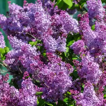 Foto von Sommerflieder ' Purple Emperor' (Buddleja davidii 'Purple Emperor')