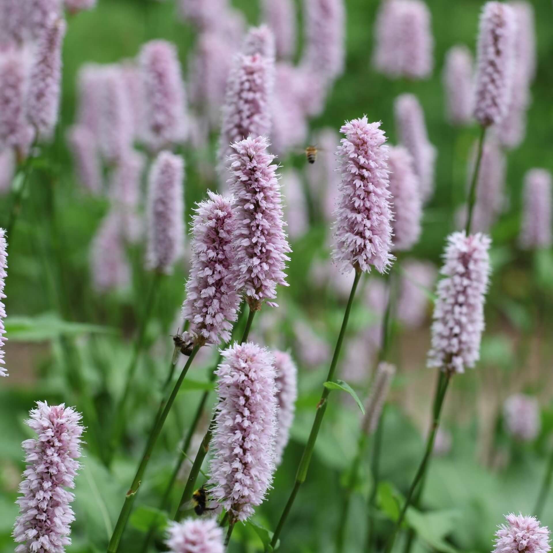 Schlangen-Wiesenknöterich (Bistorta officinalis)