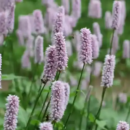 Foto von Schlangen-Wiesenknöterich (Bistorta officinalis)
