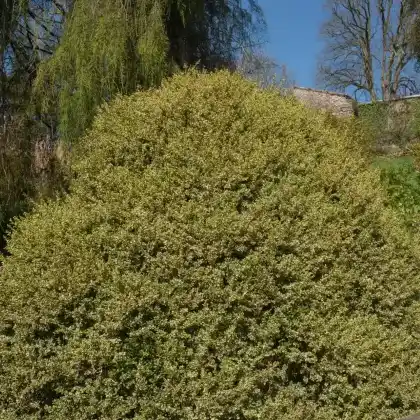 Foto von Buchsbaum 'Elegantissima' (Buxus sempervirens 'Elegantissima')