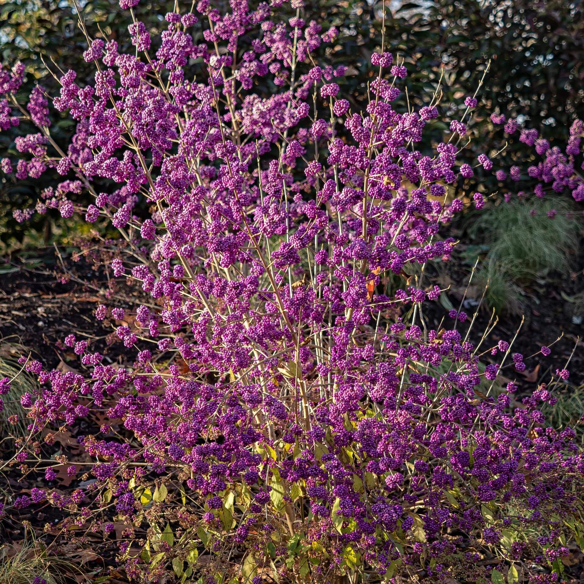 Schönfrucht 'Profusion' (Callicarpa bodinieri var.giraldii 'Profusion')