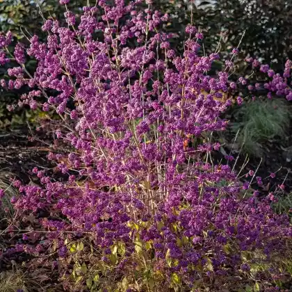 Foto von Schönfrucht 'Profusion' (Callicarpa bodinieri var.giraldii 'Profusion')