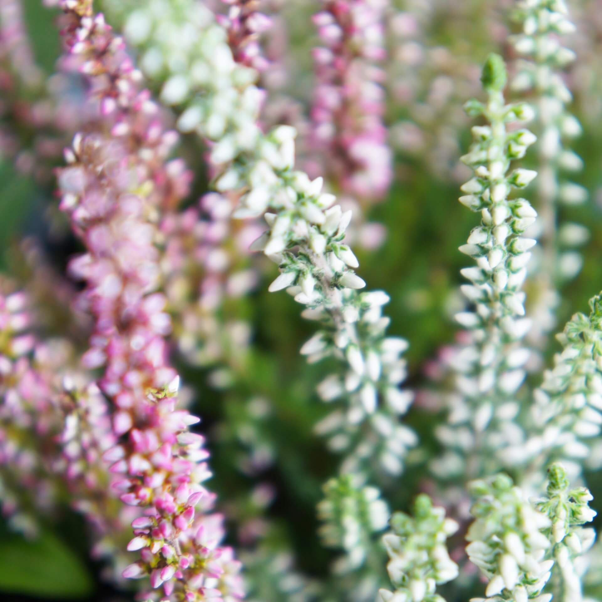 Besenheide 'Alicia' (Calluna vulgaris 'Alicia')