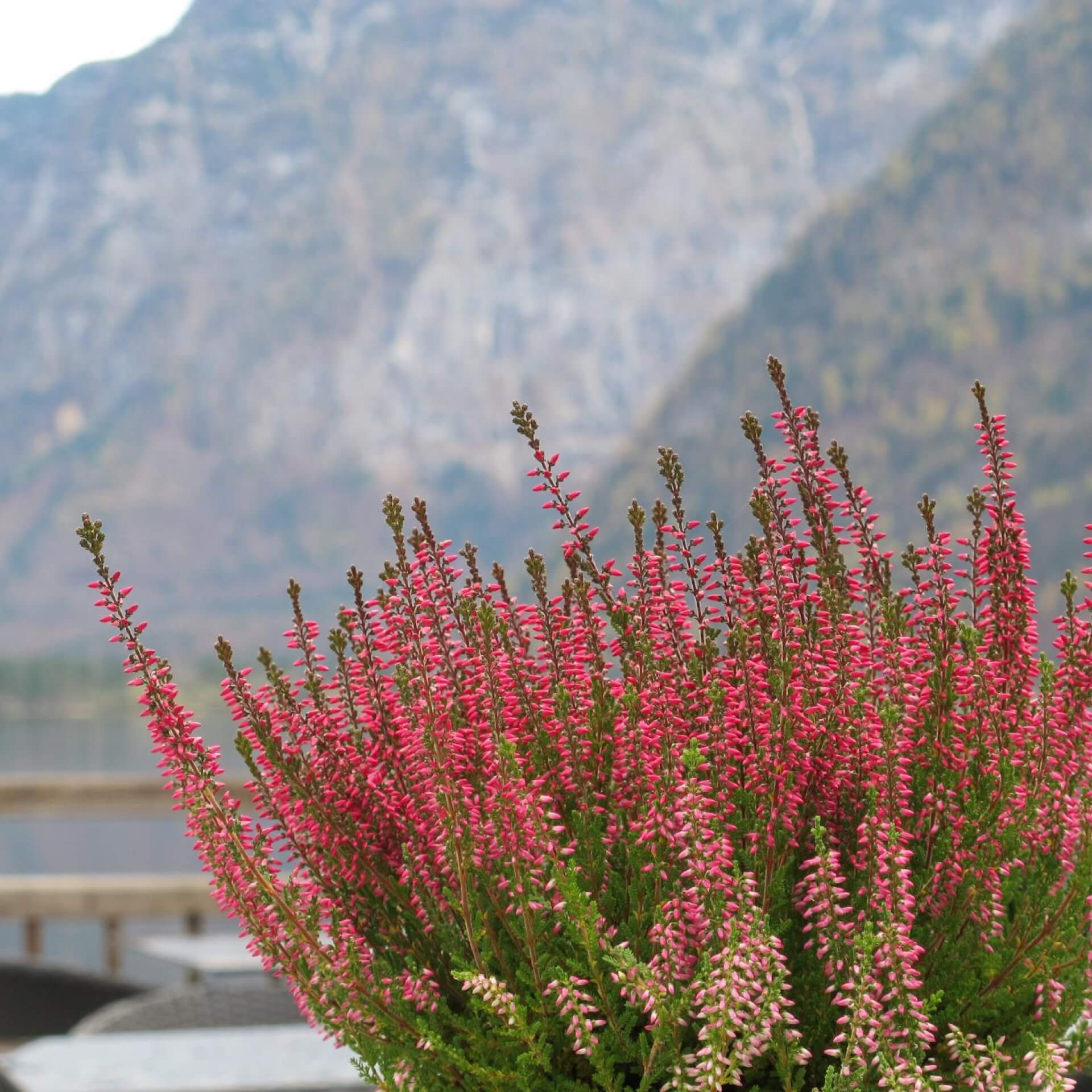 Besenheide 'Amethyst' (Calluna vulgaris 'Amethyst')