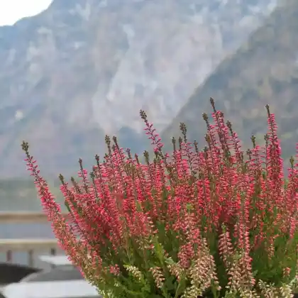 Foto von Besenheide 'Amethyst' (Calluna vulgaris 'Amethyst')