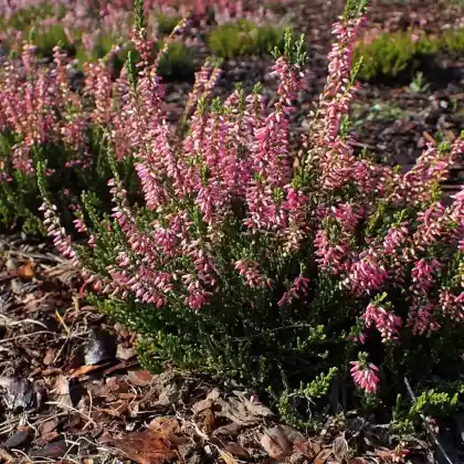 Foto von Besenheide 'Anette' (Calluna vulgaris 'Anette')
