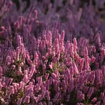 Foto von Besenheide 'Annemarie' (Calluna vulgaris 'Annemarie')