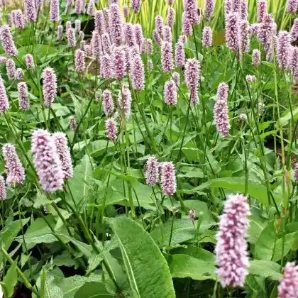 Foto von Wiesenknöterich 'Superba' (Bistorta officinalis 'Superba')
