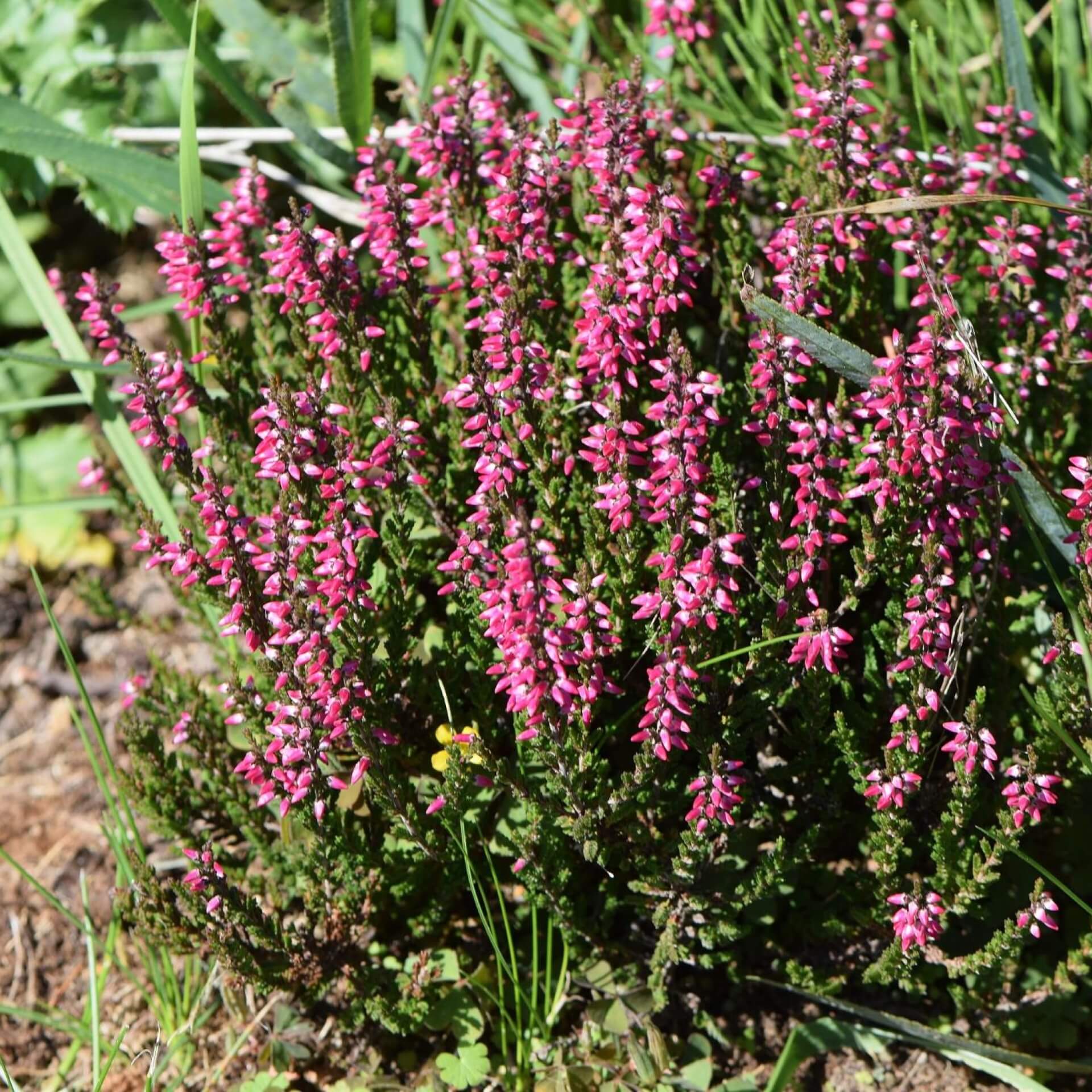 Besenheide Aphrodithe' (Calluna vulgaris 'Aphrodite')