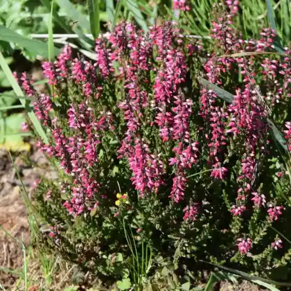 Foto von Besenheide Aphrodithe' (Calluna vulgaris 'Aphrodite')