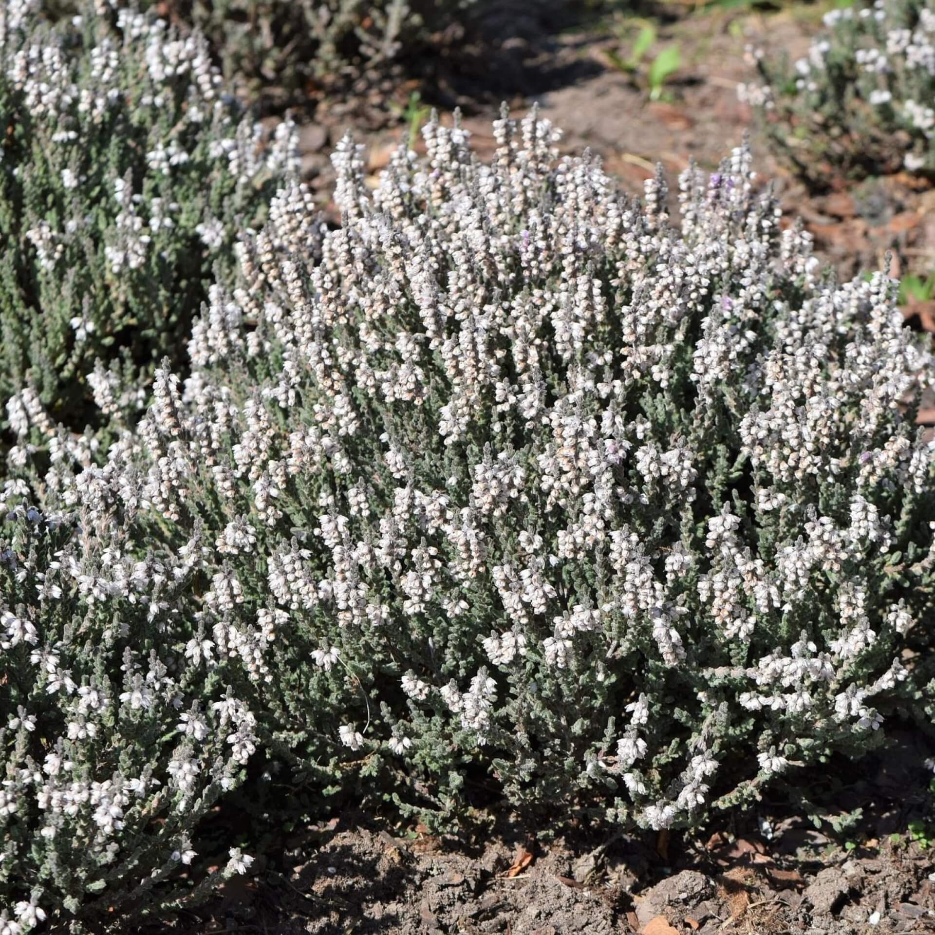 Besenheide 'Beoley Silver' (Calluna vulgaris 'Beoley Silver')