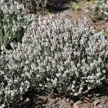 Foto von Besenheide 'Beoley Silver' (Calluna vulgaris 'Beoley Silver')