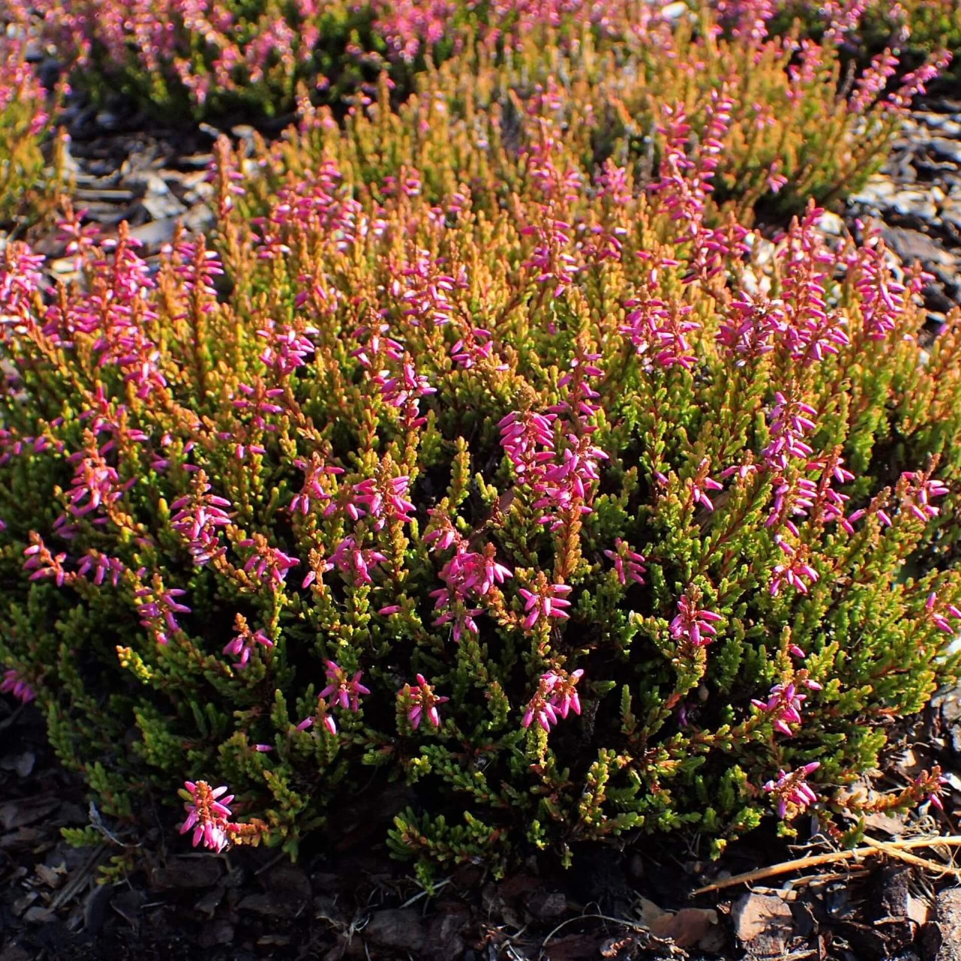 Besenheide 'Bonita' (Calluna vulgaris' Bonita')