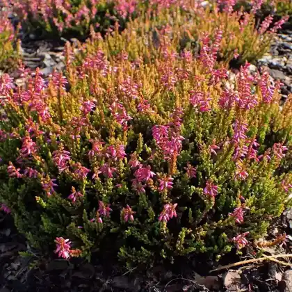 Foto von Besenheide 'Bonita' (Calluna vulgaris' Bonita')