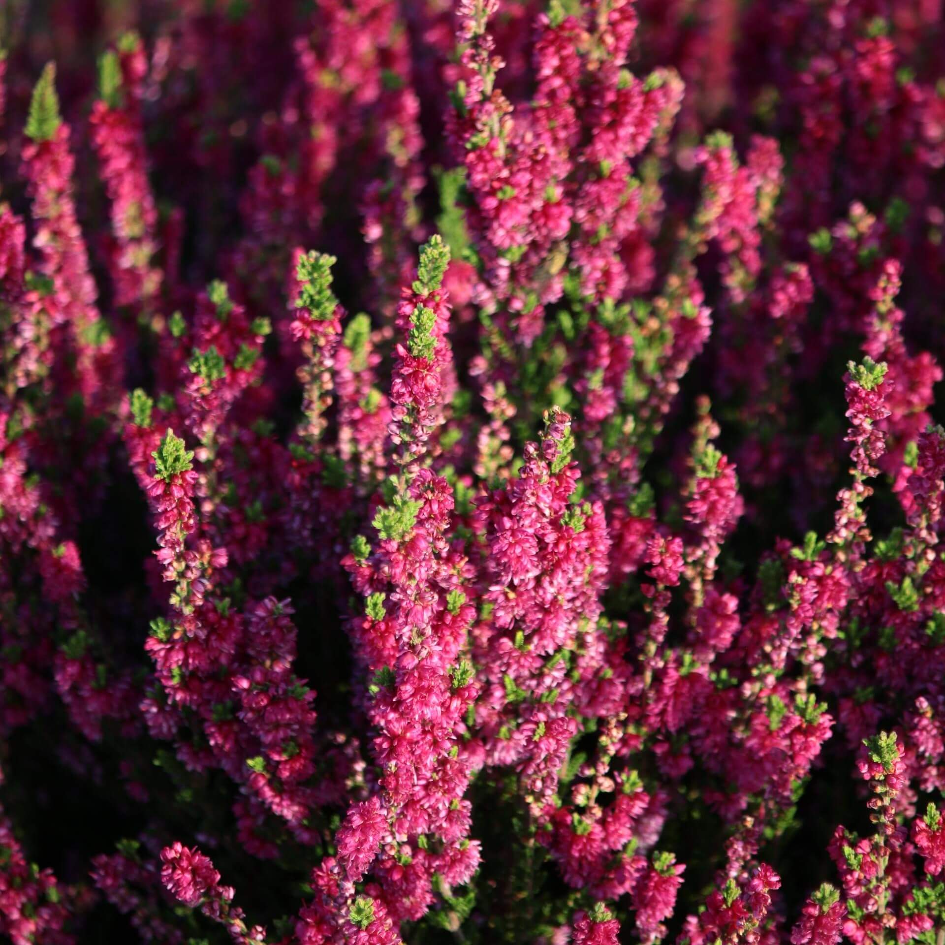 Besenheide 'Dark Beauty' (Calluna vulgaris 'Dark Beauty')