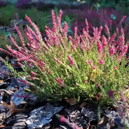 Foto von Besenheide 'Dark Star' (Calluna vulgaris 'Dark Star')