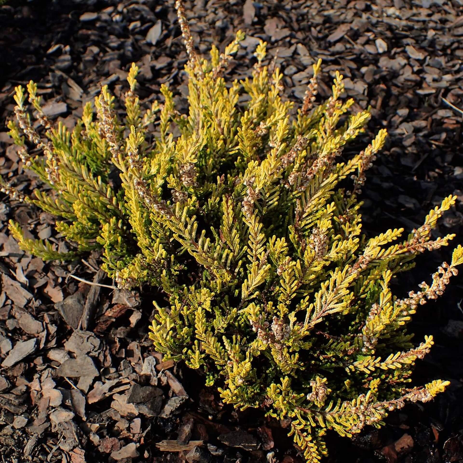 Besenheide 'Gold Haze' (Calluna vulgaris 'Gold Haze')