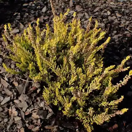 Foto von Besenheide 'Gold Haze' (Calluna vulgaris 'Gold Haze')