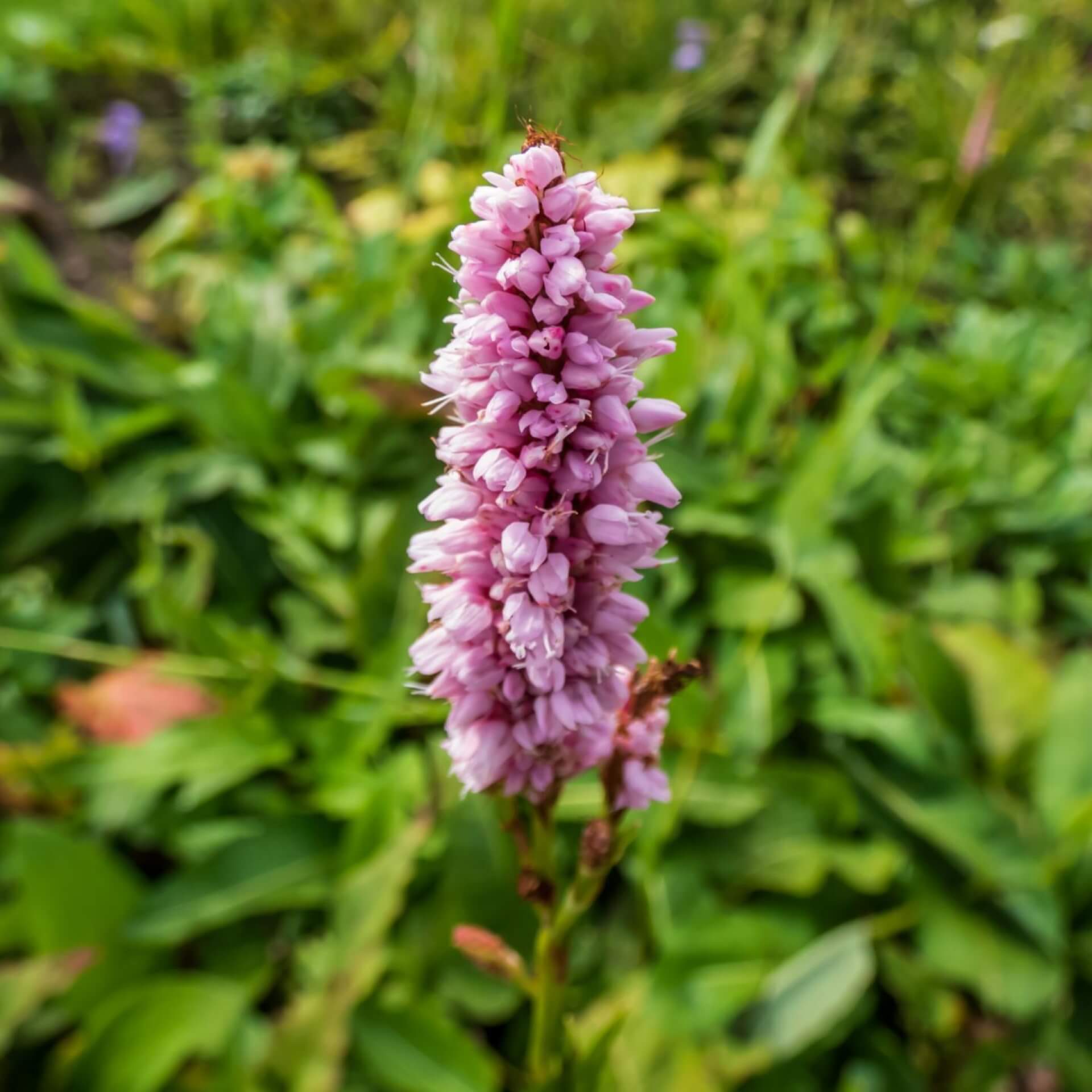 Wiesenknöterich 'Superbum' (Bistorta officinalis 'Superbum')