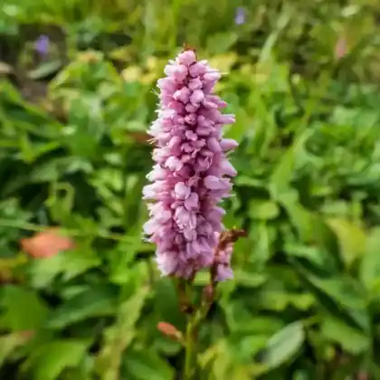 Foto von Wiesenknöterich 'Superbum' (Bistorta officinalis 'Superbum')