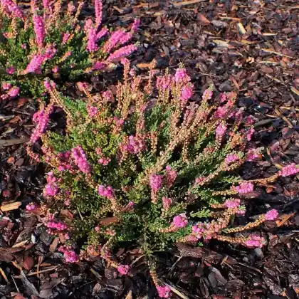 Foto von Besenheide 'Jana' (Calluna vulgaris 'Jana')