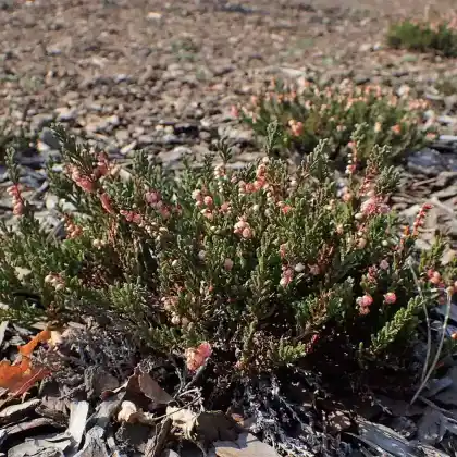Foto von Besenheide 'J.H.Hamilton' (Calluna vulgaris 'J.H.Hamilton')