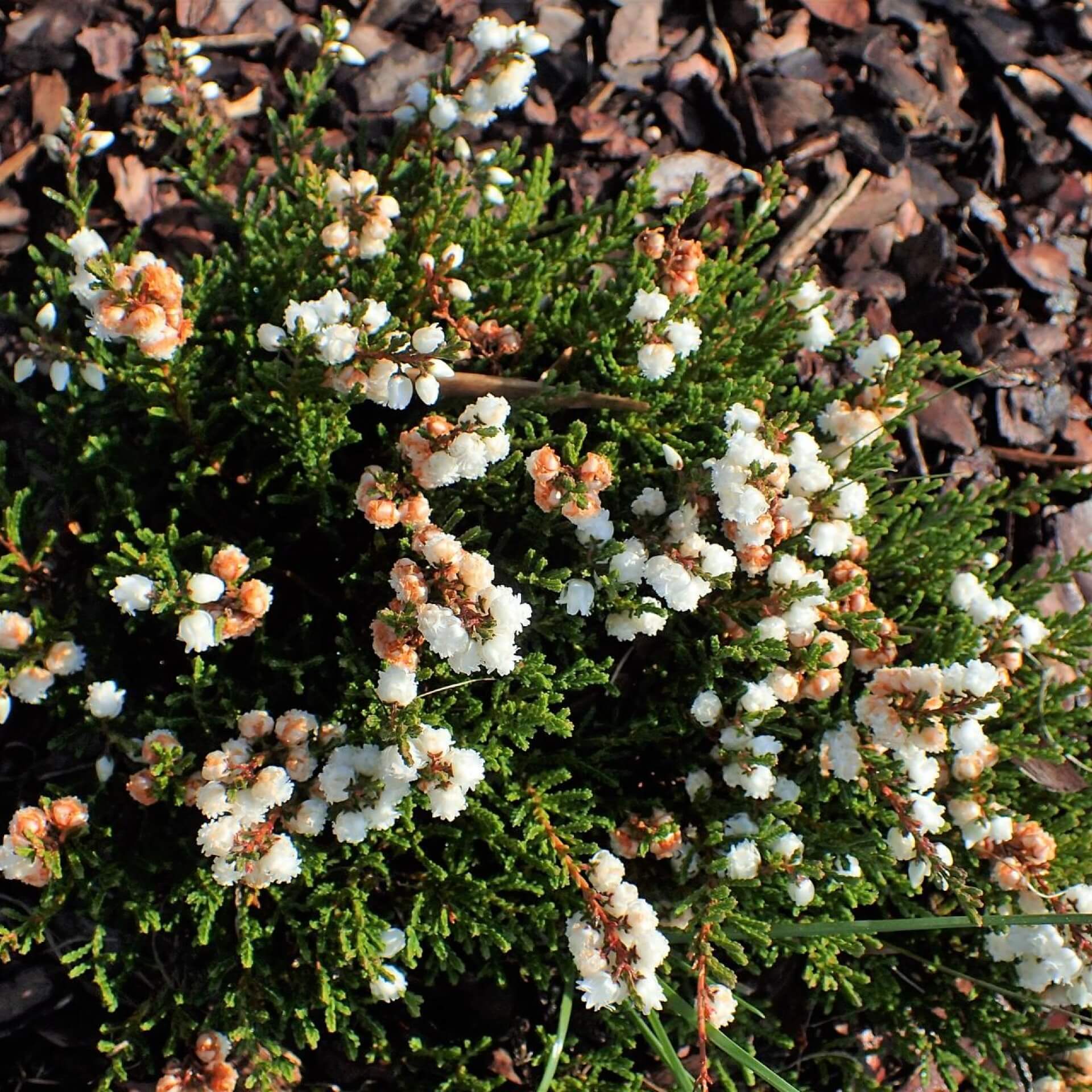 Besenheide 'Kinlochruel' (Calluna vulgaris 'Kinlochruel')