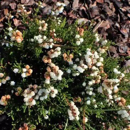 Foto von Besenheide 'Kinlochruel' (Calluna vulgaris 'Kinlochruel')