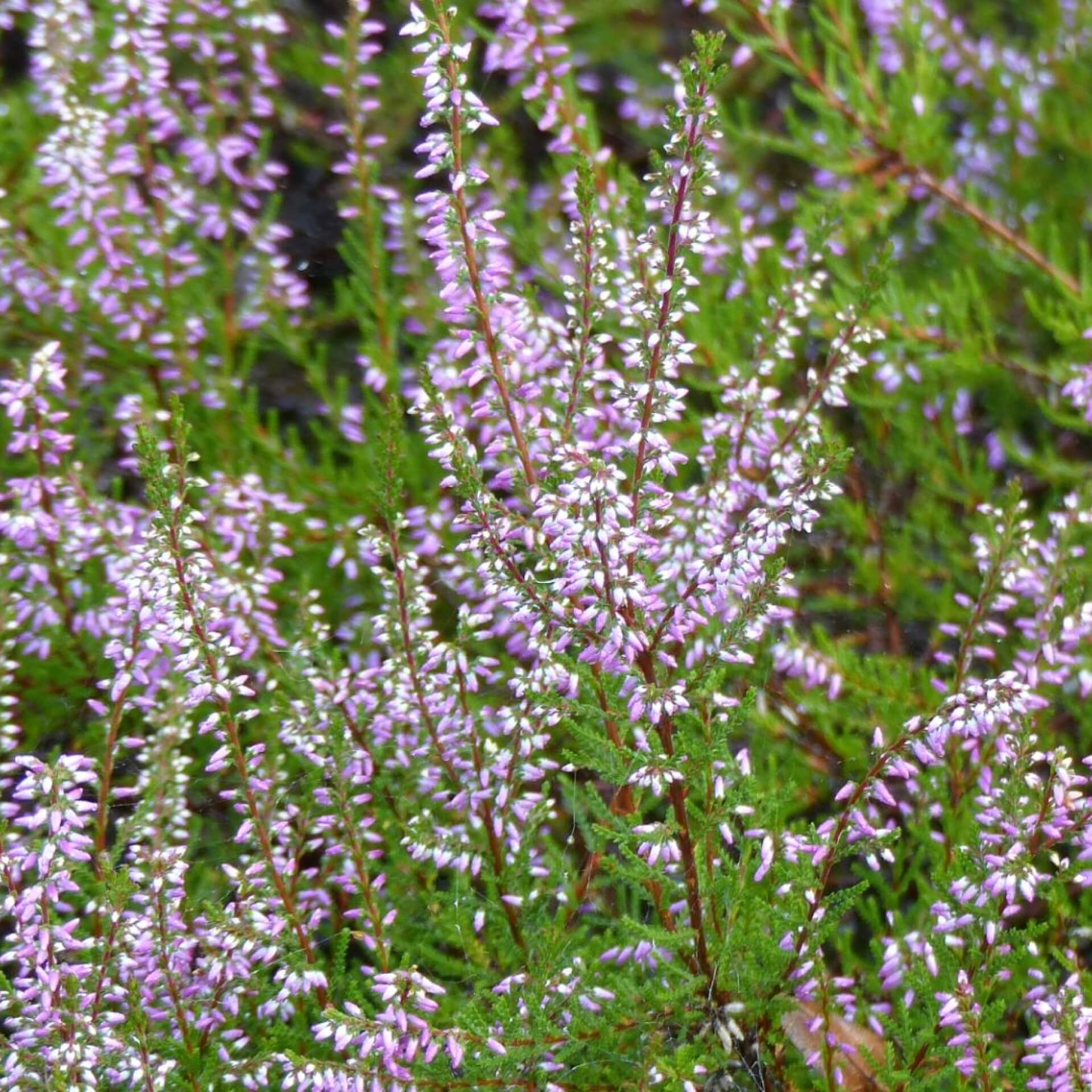 Besenheide 'Marleen' (Calluna vulgaris 'Marleen')