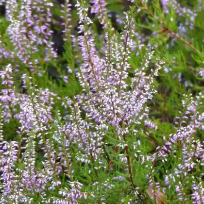Foto von Besenheide 'Marleen' (Calluna vulgaris 'Marleen')