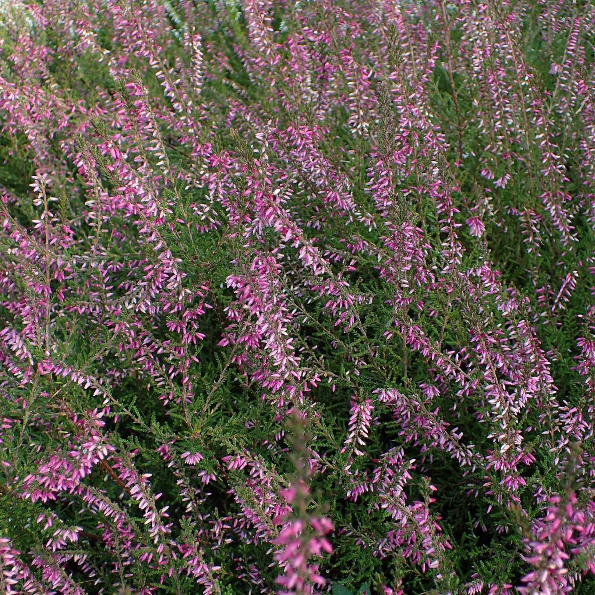 Besenheide 'Marlies' (Calluna vulgaris 'Marlies')