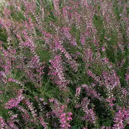 Foto von Besenheide 'Marlies' (Calluna vulgaris 'Marlies')