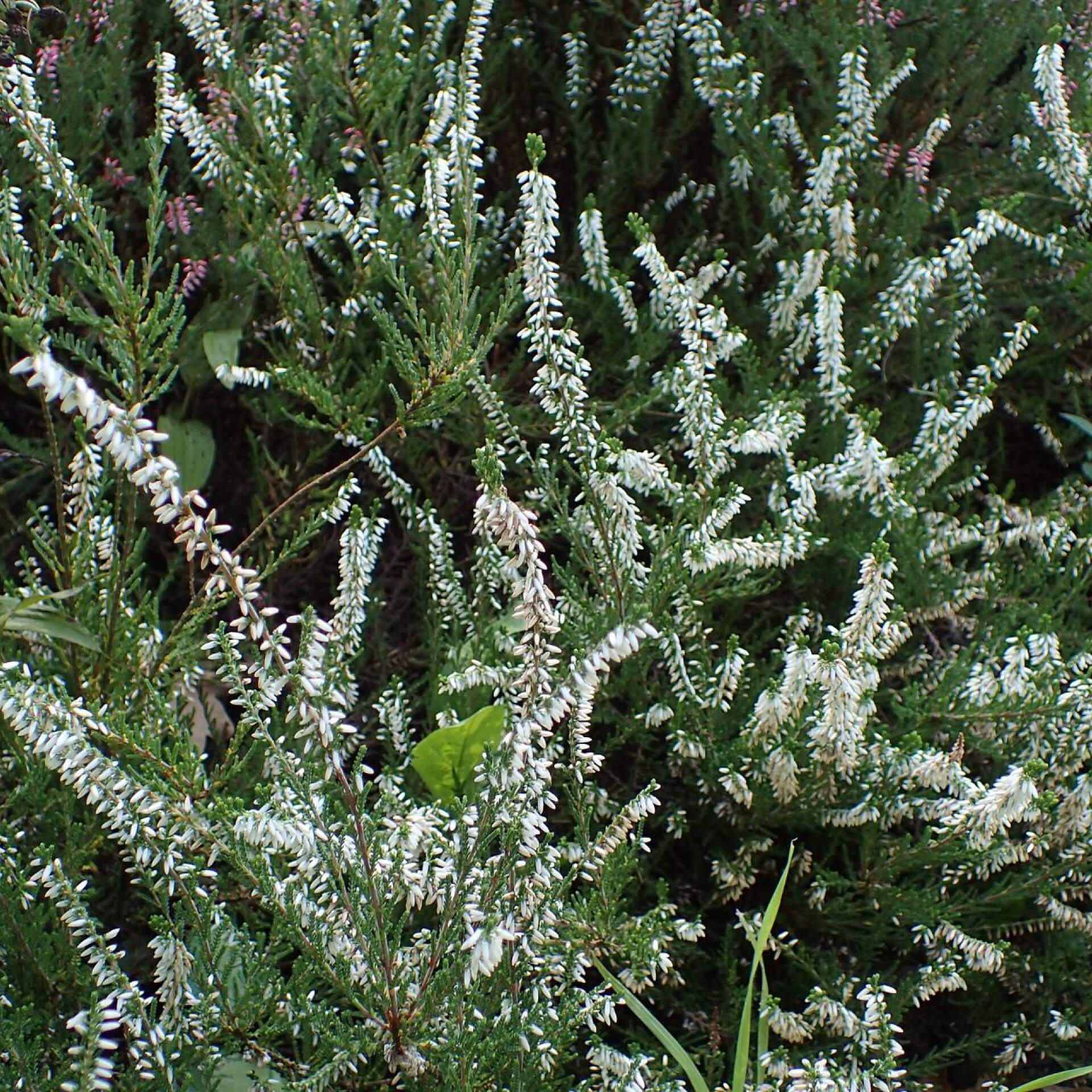 Besenheide 'Melanie' (Calluna vulgaris 'Melanie')