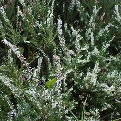 Foto von Besenheide 'Melanie' (Calluna vulgaris 'Melanie')