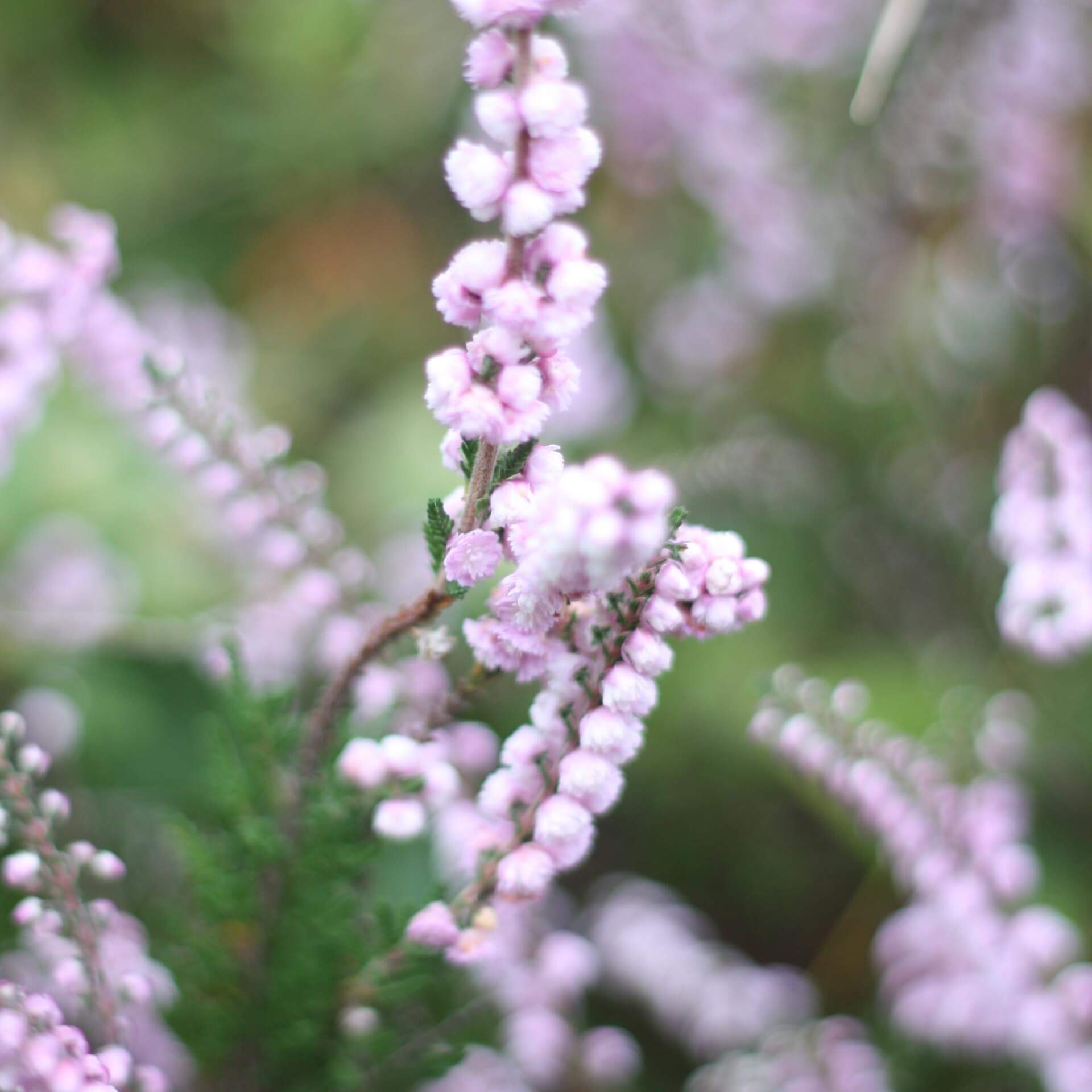 Besenheide 'Radnor' (Calluna vulgaris 'Radnor')