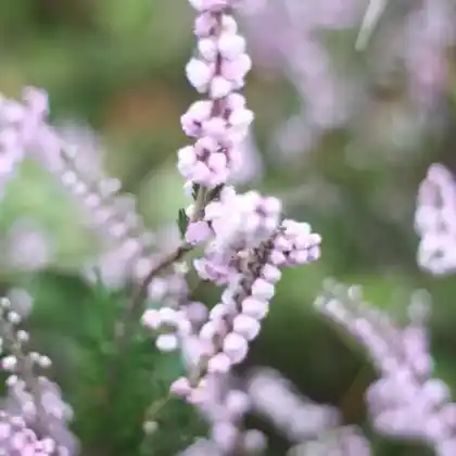 Foto von Besenheide 'Radnor' (Calluna vulgaris 'Radnor')