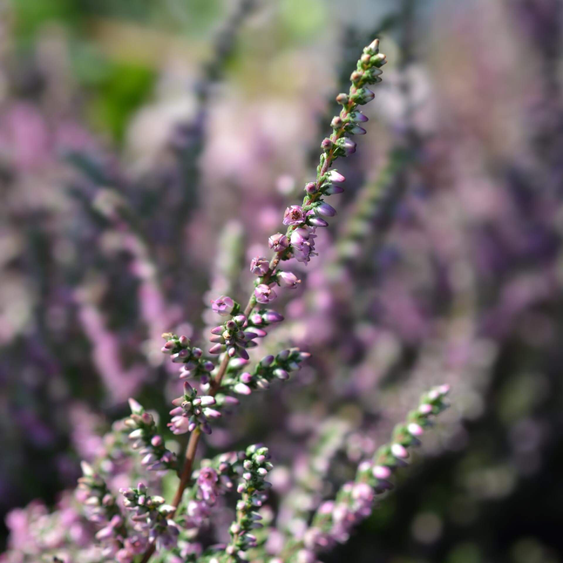 Besenheide 'Red Pimpernell' (Calluna vulgaris 'Red Pimpernell')