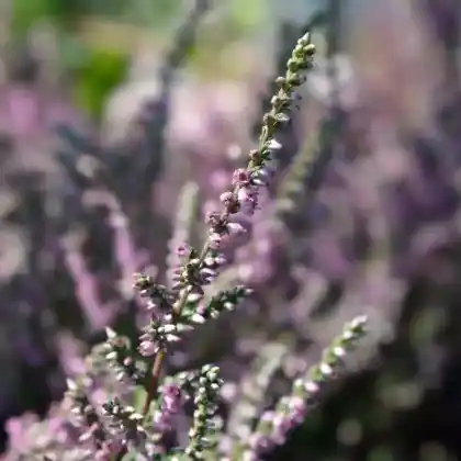 Foto von Besenheide 'Red Pimpernell' (Calluna vulgaris 'Red Pimpernell')
