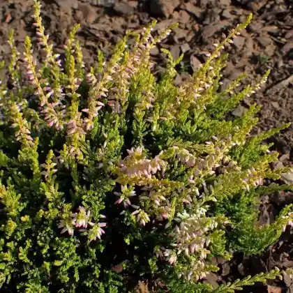 Foto von Besenheide 'Theresa' (Calluna vulgaris 'Theresa')