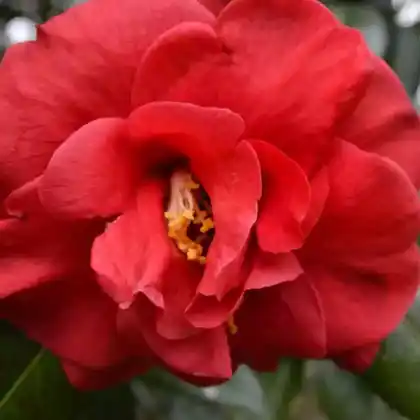 Foto von Japanische Kamelie 'Adolphe Audusson' (Camellia japonica 'Adolphe Audusson')