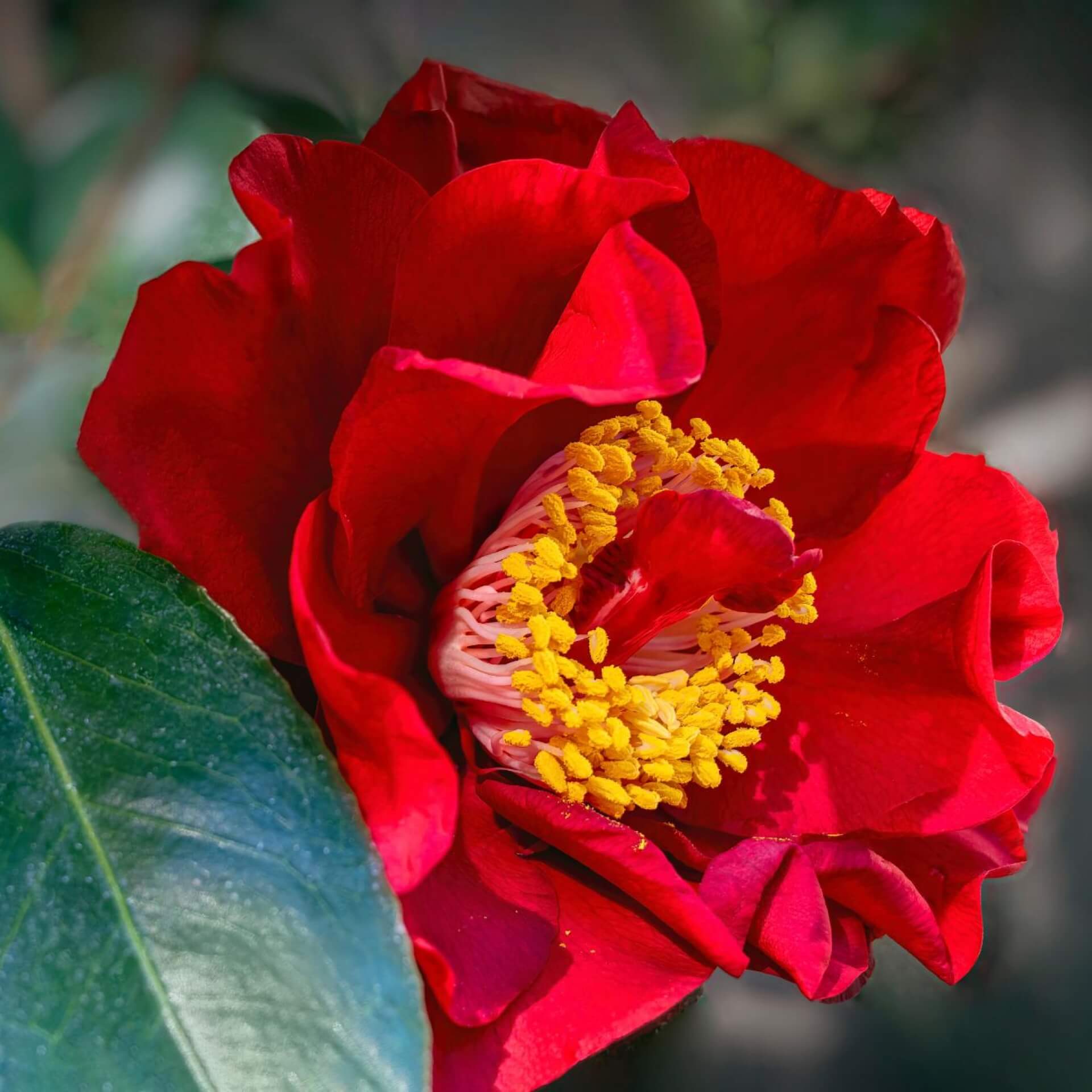 Japanische Kamelie 'Bob Hope' (Camellia japonica 'Bob Hope')