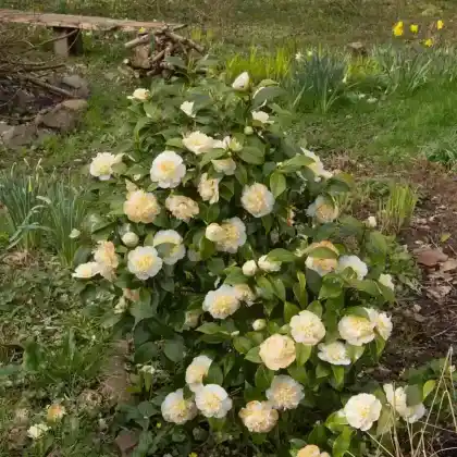 Foto von Japanische Kamelie 'Brushfield's Yellow' (Camellia japonica 'Brushfield's Yellow')