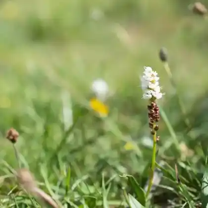 Foto von Knöllchen-Wiesenknöterich (Bistorta vivipara)