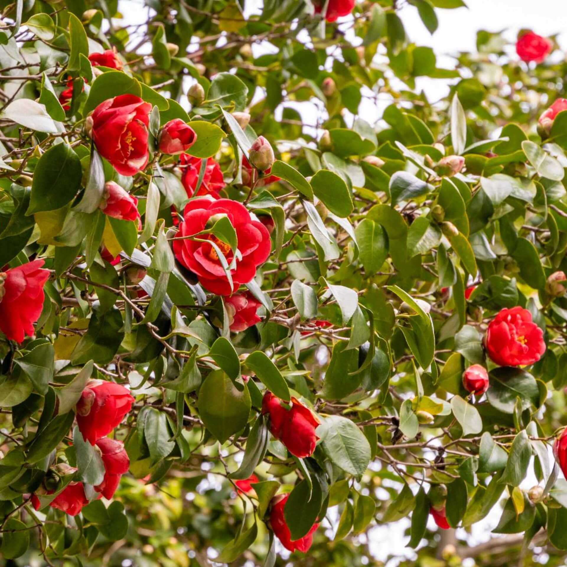 Japanische Kamelie 'Kramers Supreme' (Camellia japonica 'Kramers Supreme')