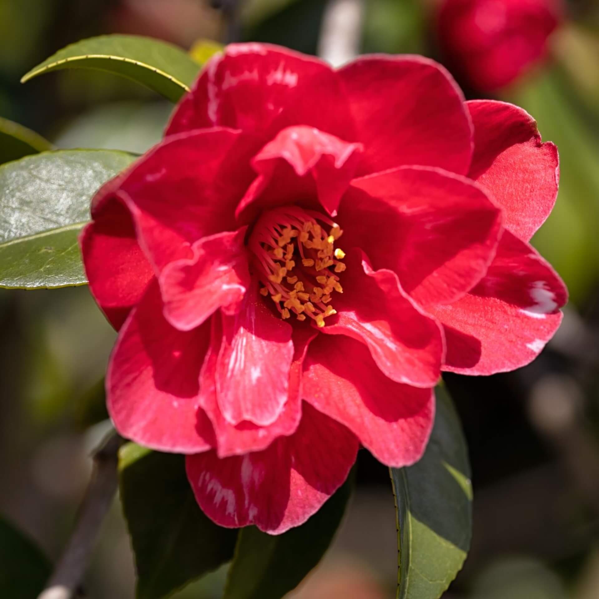 Japanische Kamelie 'Masayoshi' (Camellia japonica 'Masayoshi')