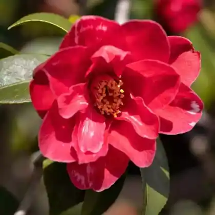 Foto von Japanische Kamelie 'Masayoshi' (Camellia japonica 'Masayoshi')