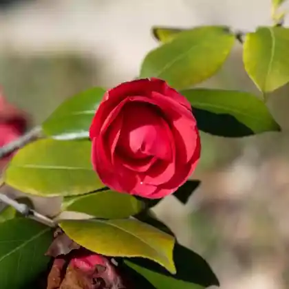 Foto von Japanische Kamelie 'Mathotiana' (Camellia japonica 'Mathotiana')