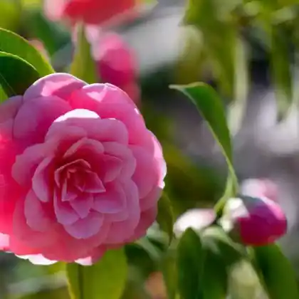 Foto von Japanische Kamelie 'Mrs.Tingley' (Camellia japonica 'Mrs Tingley')