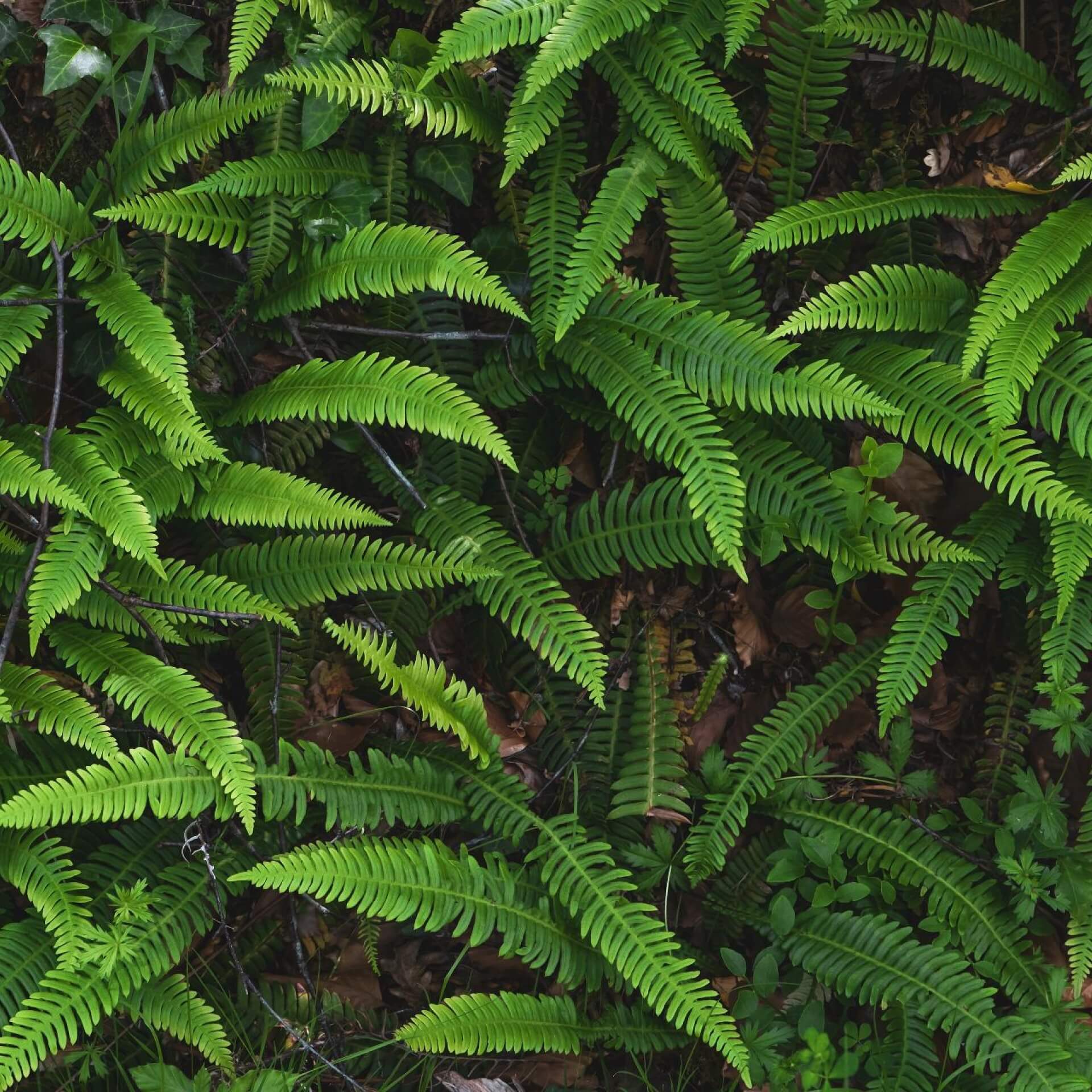 Rippenfarn (Blechnum spicant)