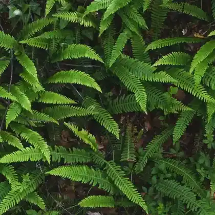 Foto von Rippenfarn (Blechnum spicant)